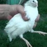 Техаський перепел (білий гігант) опис, розведення, фото, відео опис
