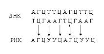 Технології ДНК-комп’ютери, Частина 1 технології