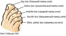Тіло людини - Секрети англійської мовиСекретианглійської мови людини