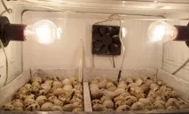 Техаський перепел (білий гігант) опис, розведення, фото, відео білий