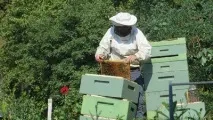 Як годувати бджіл восени способи підгодівлі підгодівлі