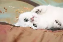 кішки