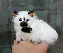 собаки