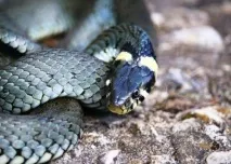 Топ-25 шокуючі факти про змій, які ви могли не знати змій