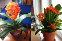 clivia