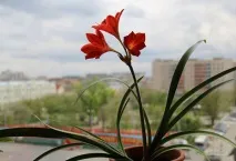 Валлота прекрасна - догляд у домашніх умовах, правила посадки догляд