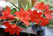 Валлота прекрасна - догляд у домашніх умовах, правила посадки прекрасна