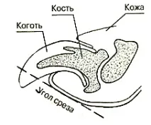 Догляд за кігтями та лапами догляд