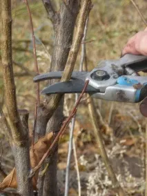 листопаді
