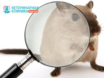 Ветеринарна лабораторія у Володимирі Будь-які аналізи! володимирі