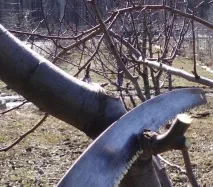 саду