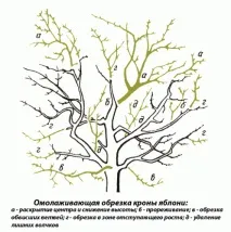 шкідників
