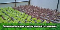 Вирощуємо зелень та овочі цілий рік у теплиці. вирощуємо