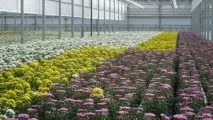 Вирощування хризантеми в теплиці, вигонка парникових квітів, як вирощувати гладіолуси своїми теплиці