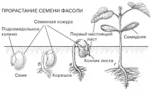 Вирощування квасолі, Це дача! кількість