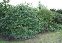 вирощування