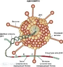юнктивіт
