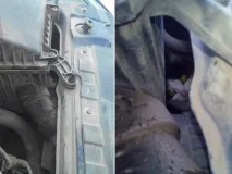 В Уфі бездомний котейка півдня катався під капотом, а потім став домашнім улюбленцем водія. бездомний