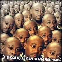 Хаскі психанул собак