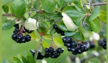 Ягідні чагарники для дачі, фото з назвами дачі