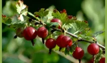 Ягідні чагарники для дачі, фото з назвами ягідні