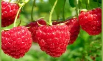 Ягідні чагарники для дачі, фото з назвами дачі