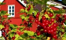 Ягідні чагарники для дачі, фото з назвами чагарники