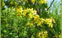 Ягідні чагарники для дачі, фото з назвами ягідні