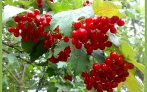 Ягідні чагарники для дачі, фото з назвами дачі