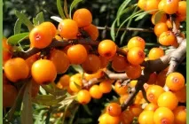Ягідні чагарники для дачі, фото з назвами чагарники