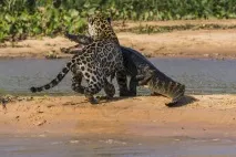 Ягуар зчепився з кайманом Якаре якаре