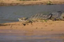 Ягуар зчепився з кайманом Якаре зчепився