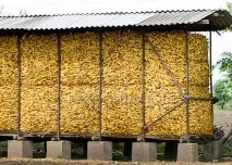 Зберігання кукурудзи зберігання