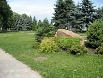 Хвойні дерева на вулицях міст міст