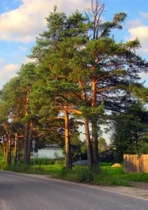 Хвойні дерева на вулицях міст вулицях