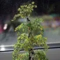 Заняття «Дерева» дерева