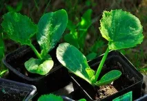 Жовтіють листя у кабачків що робити Огляд причин, хвороб та способів профілактики листя
