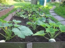 Жовтіють листя у кабачків що робити Огляд причин, хвороб та способів профілактики робити