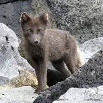 сахалин