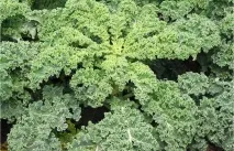 10 продуктів, які врятують вас від безсоння містить