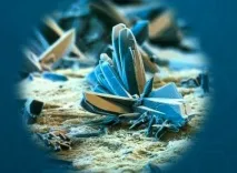 12 речей, які виглядають моторошно під мікроскопом моторошно