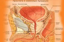 90% чоловіків віком від 60 років хворіють на простатит і аденому простати хворіють
