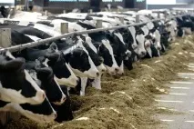8 важливих питань про небезпеку продуктів, що містять антибіотики, відповідає експерт продуктів