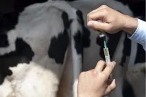 8 важливих питань про небезпеку продуктів, що містять антибіотики, відповідає експерт продуктів
