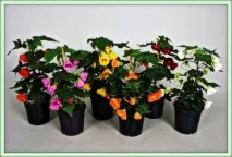 Абутилон (Abutilon) необхідно