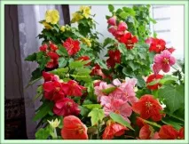 Абутилон (Abutilon) необхідно