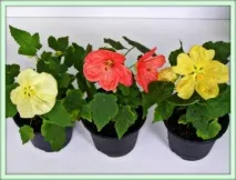 Абутилон (Abutilon) необхідно
