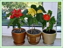 Абутилон (Abutilon) необхідно
