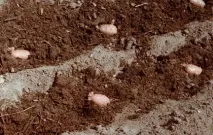 Агротехніка вирощування картоплі, Присадибне Господарство вирощування