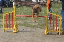 аджиліті